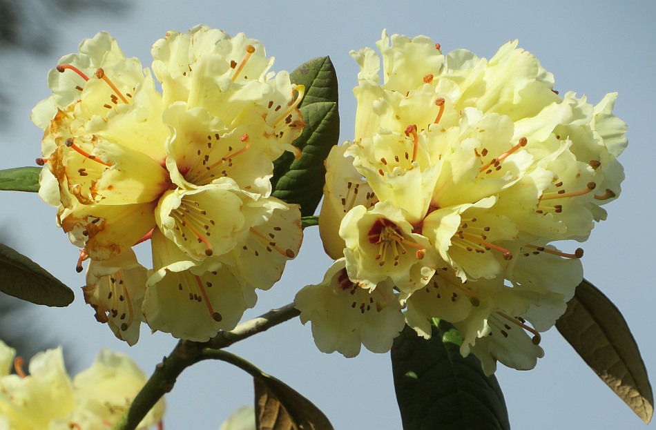 Rododendron wightii