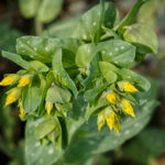 Voskovka menší 252579