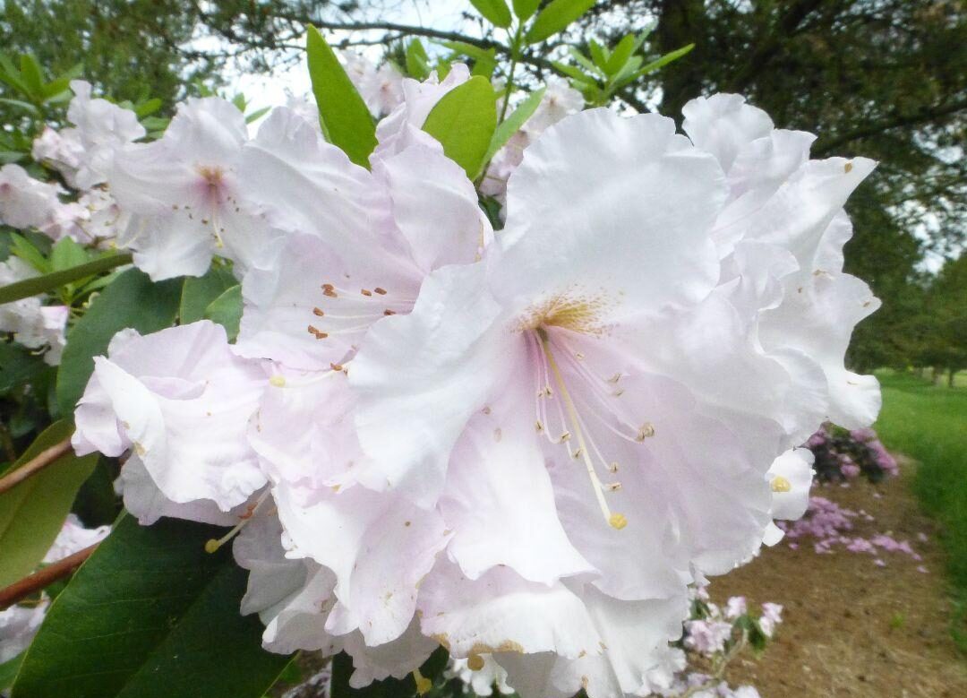 Rododendron ´admiral piet hein´