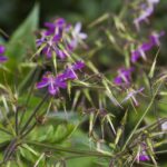 27908-geranium-canariense-b-4950-tenerife-jl
