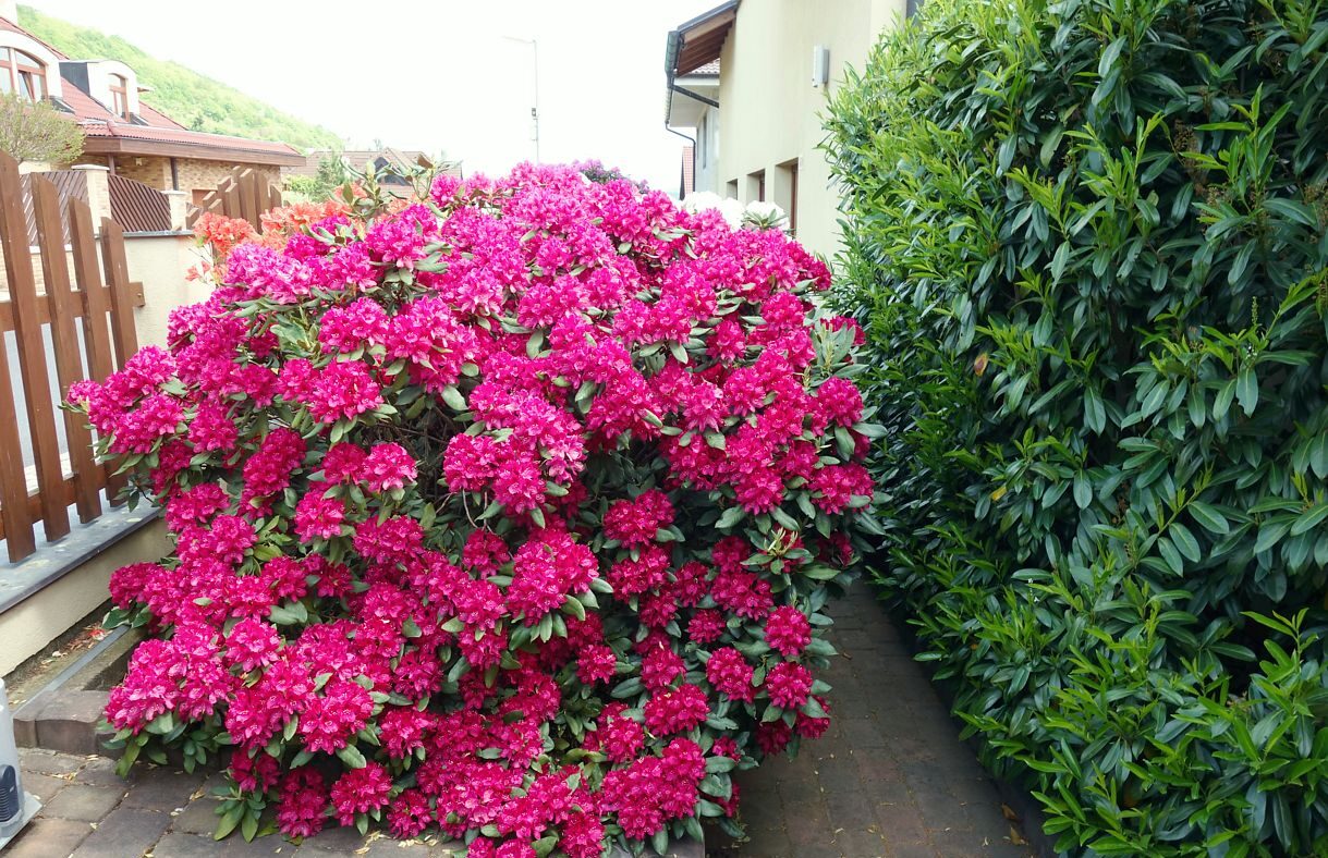 Rododendron ´nova zembla´