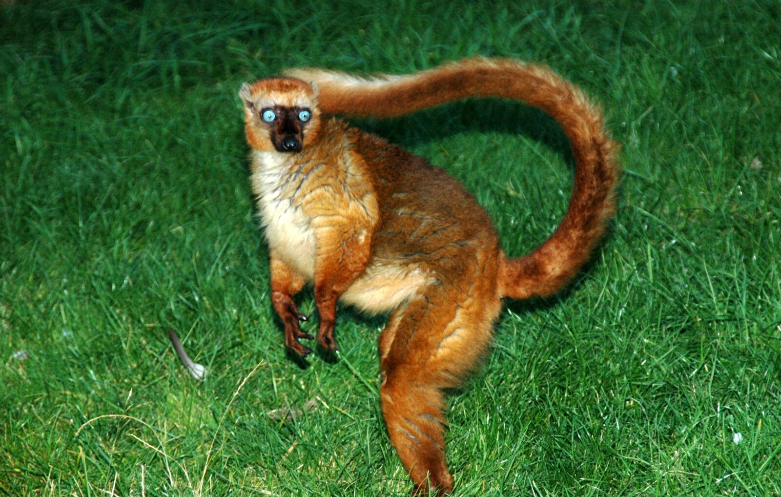 Lemur tmavý sclaterův