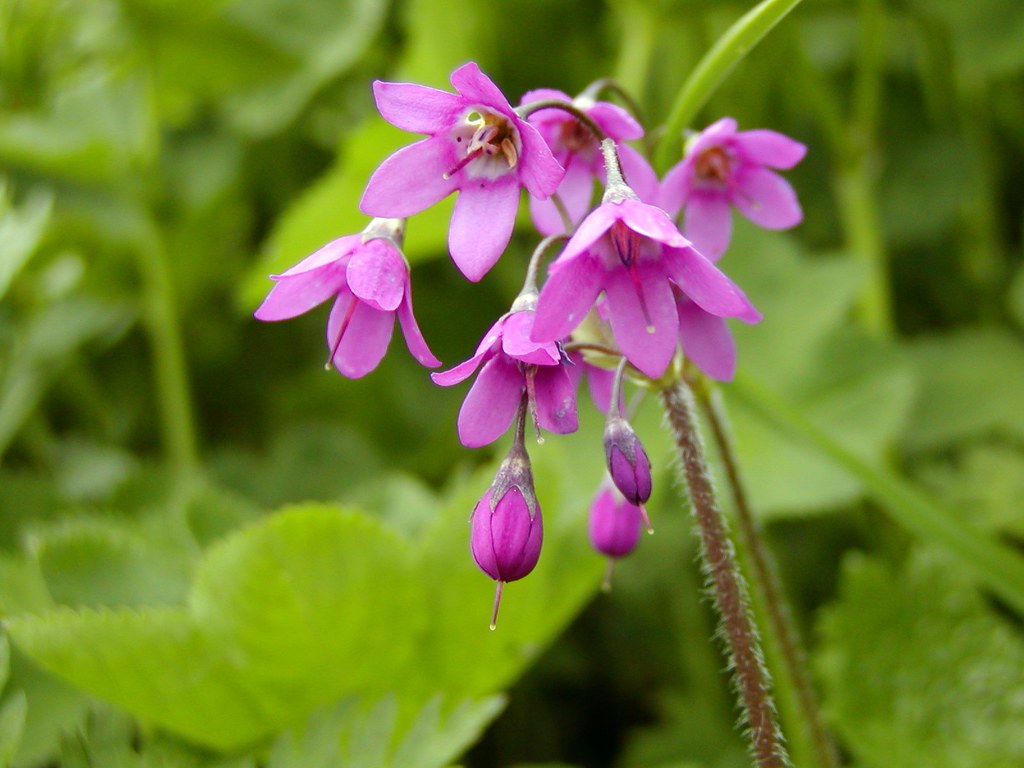 Kruhatka matthiolova