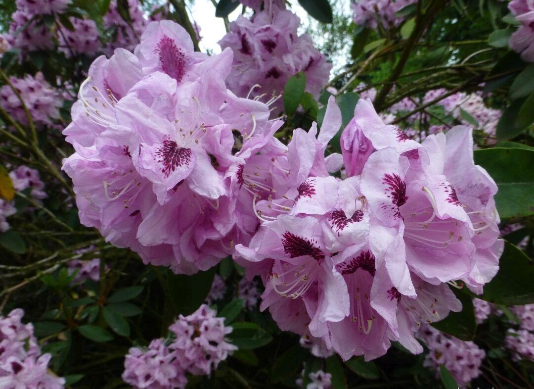 Rododendron ´picturatum´