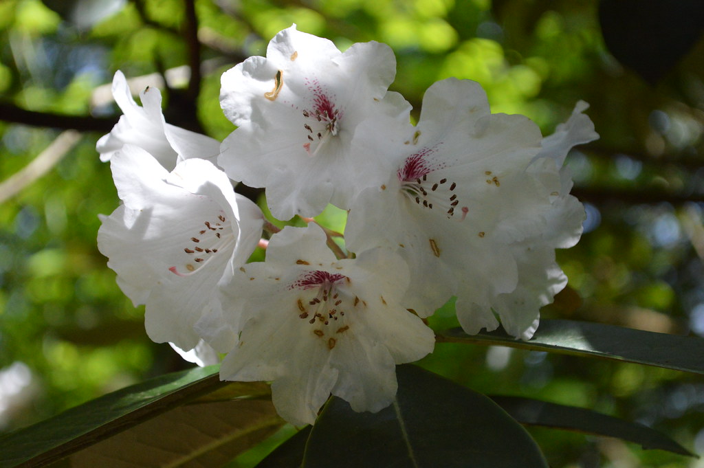 Rododendron peregrinum