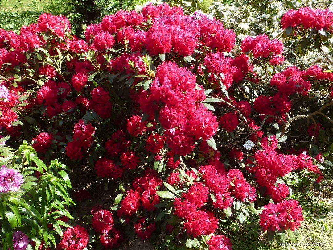 Rododendron ´nicoline´