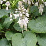 3702_bohyska-sieboldova–elegans–hosta-sieboldiana.jpg