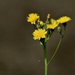 38322-jestrabnik-bauhinuv-3-