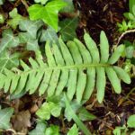3970-Polypodium_interjectum-Foresta_Umbra-5.06