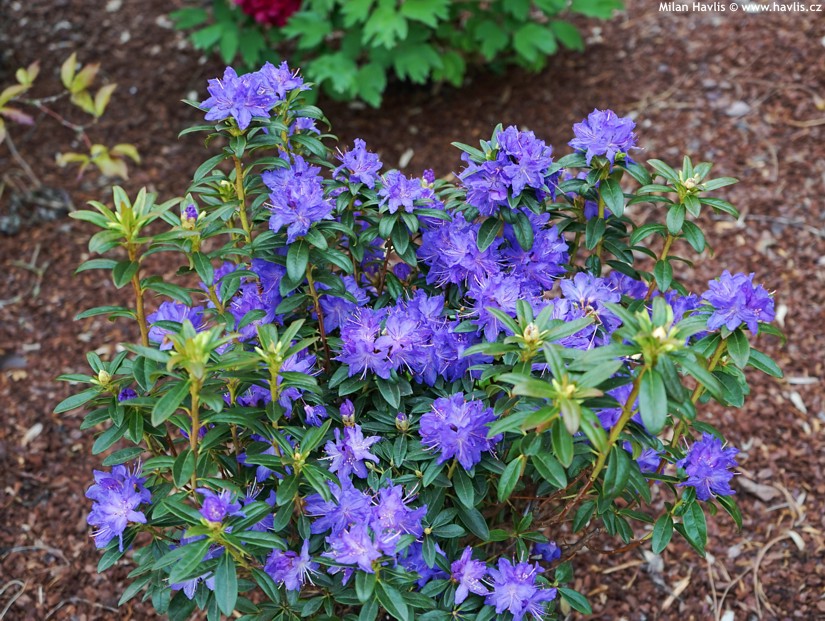 Rododendron augustinii