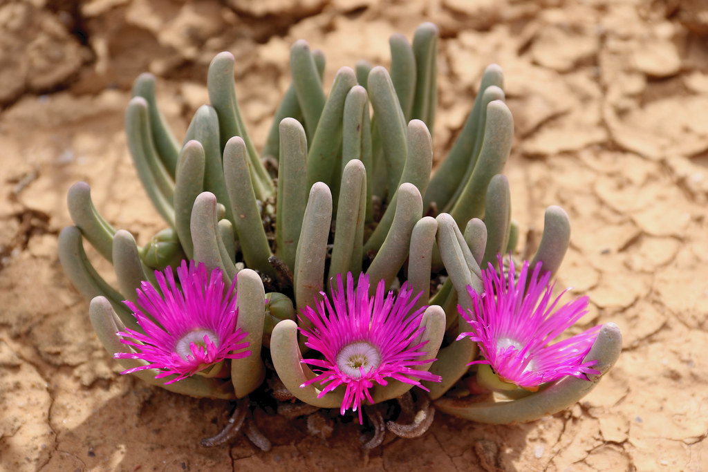 Argyroderma fissum