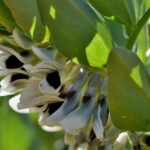 41813-bob-obecny-vicia-faba-