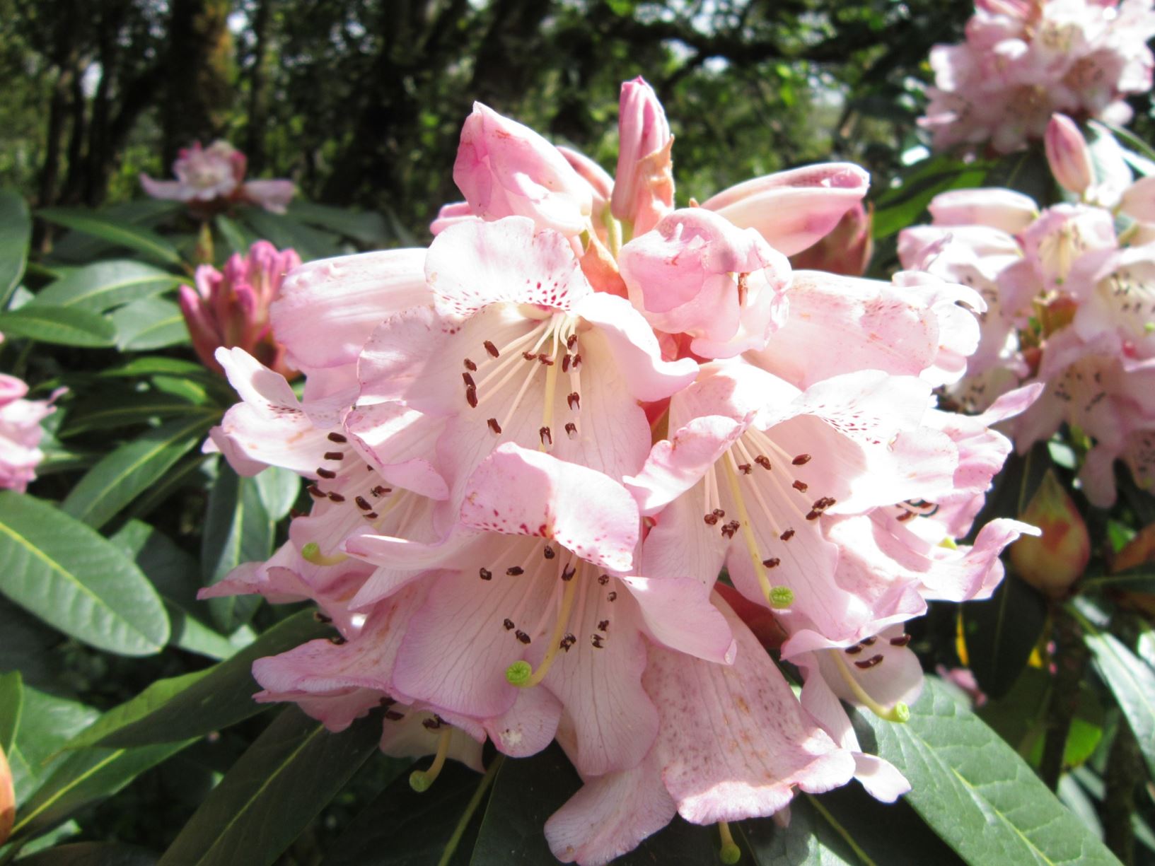 Rododendron ´carola´