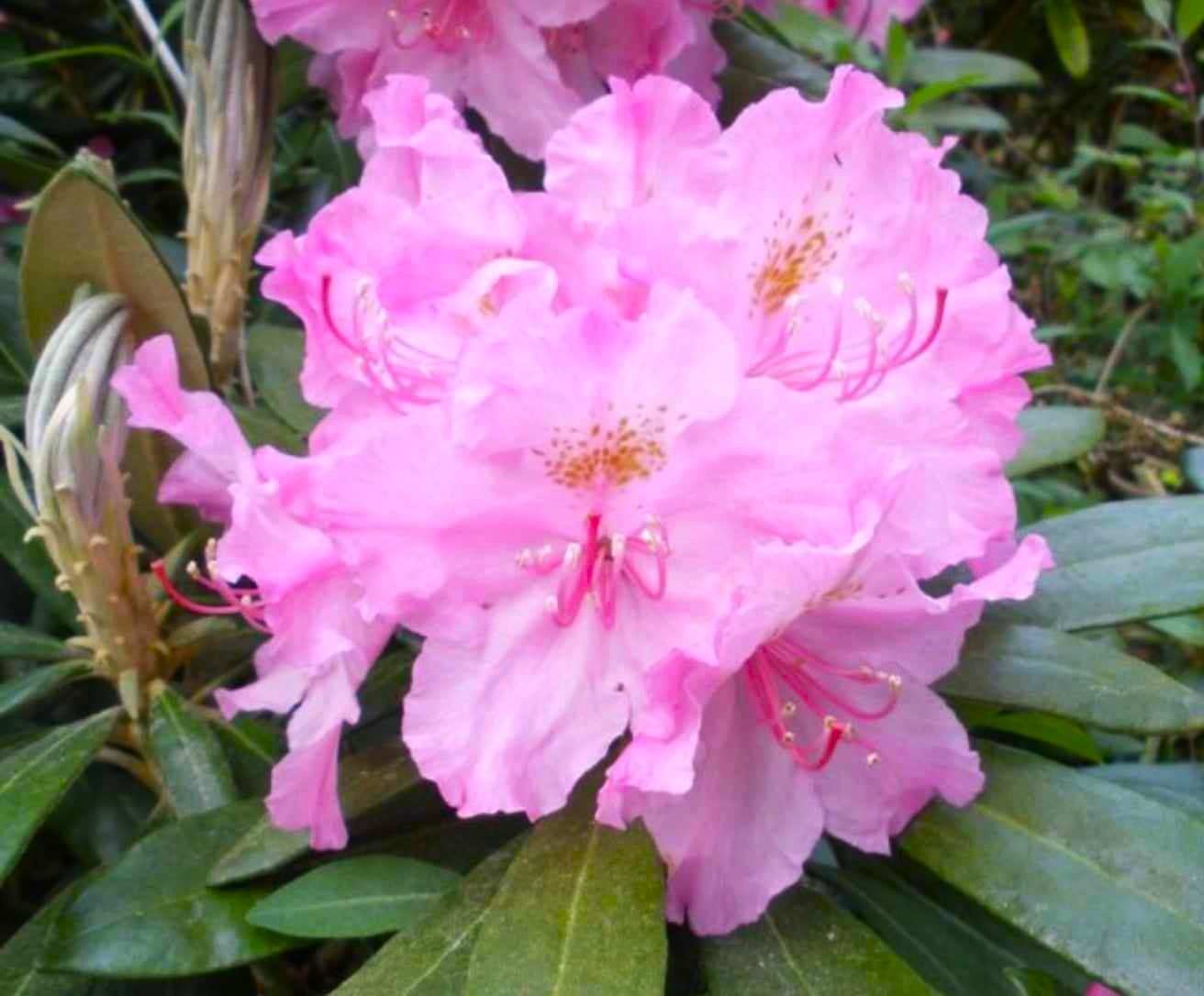 Rododendron smirnowii