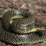 445-lampropeltis_getula_holbrooki
