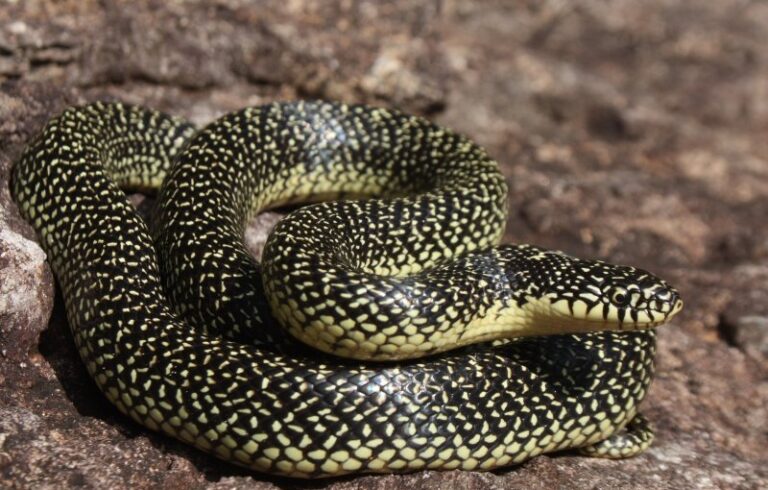 445-lampropeltis_getula_holbrooki