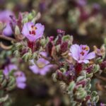 48265-frankenia-ericifolia-b-4918-tenerife-jl