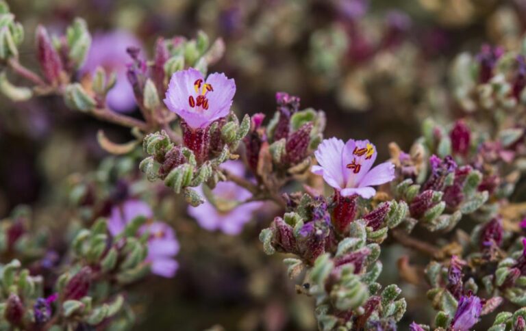 48265-frankenia-ericifolia-b-4918-tenerife-jl