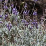 48302-lavandula-buchii-b-5065-tenerife-jl