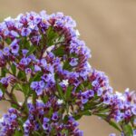 48498-limonium-arborescens-b-5076-tenerife-jl