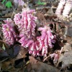 49473-lathraea-squamaria-1