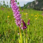 49614-orchis-mascula-subsp-signifera-2
