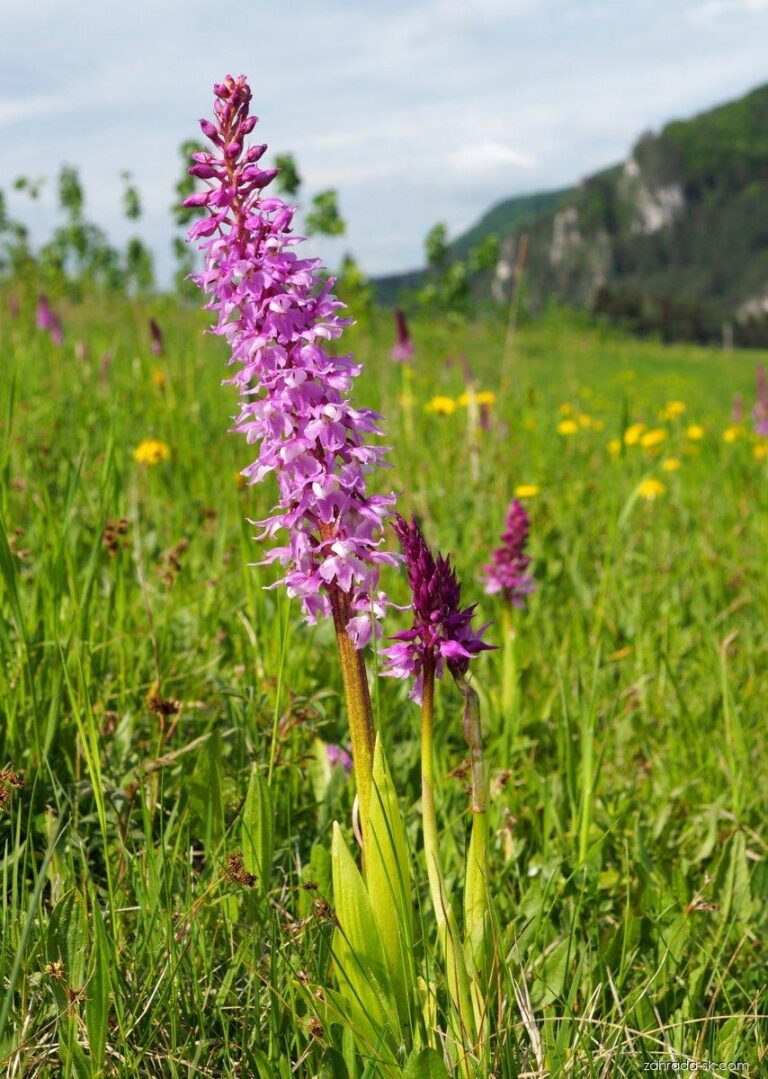 49614-orchis-mascula-subsp-signifera-2