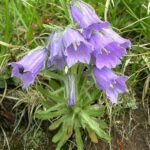5119-Campanula_alpina-Belian.Tatry-7.05