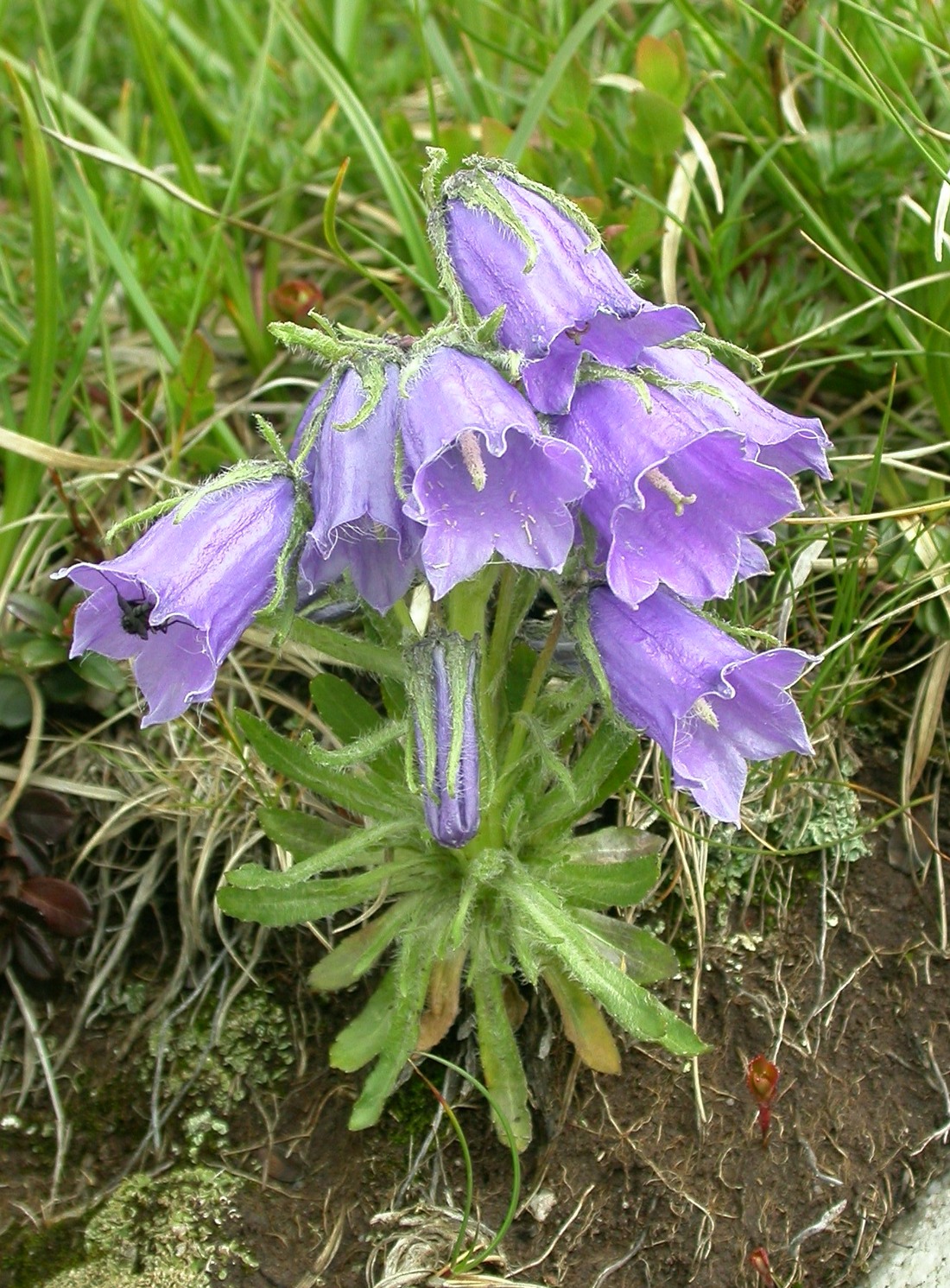 Zvonek alpský