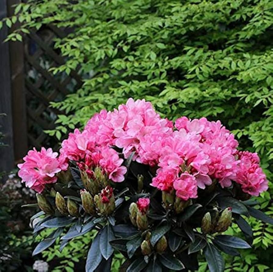 Rododendron ´clivia´