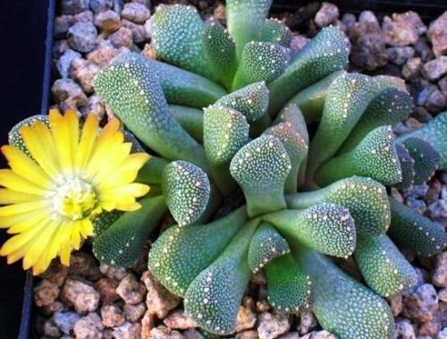 Aloinopsis luckhoffii