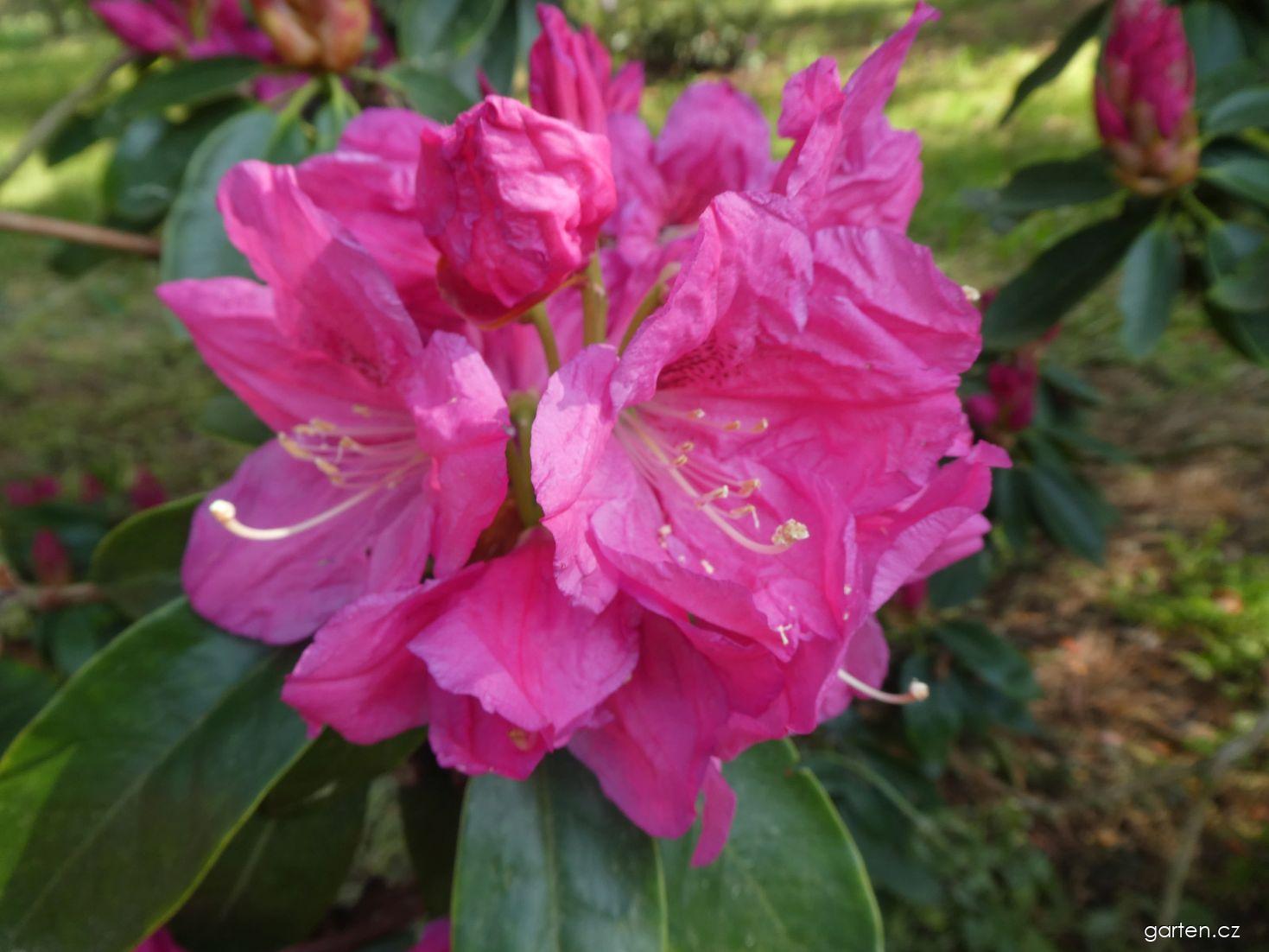 Rododendron ´sába´