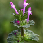 537px-Lamium_amplexicaule_0904