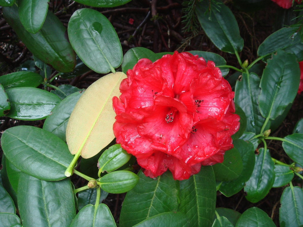 Rododendron fulgens