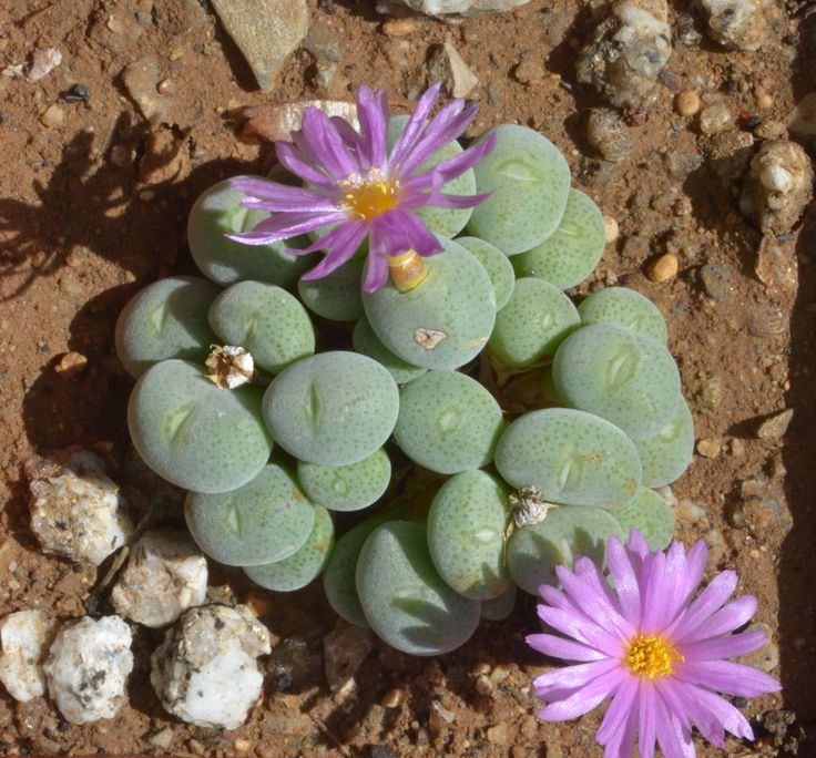 Conophytum taylorianum