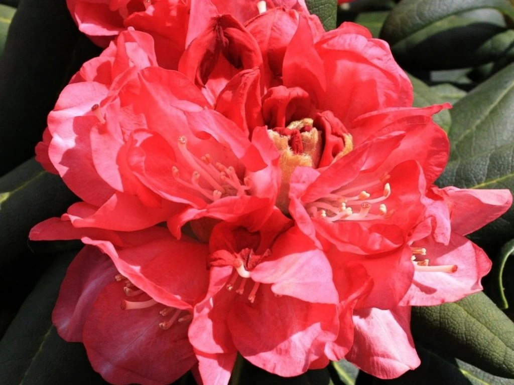 Rododendron ´daniela´