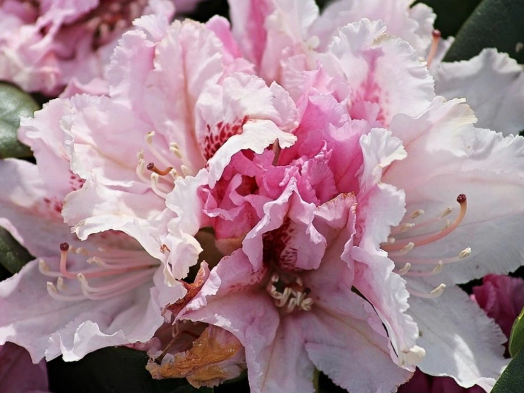 Rododendron ´progrés´