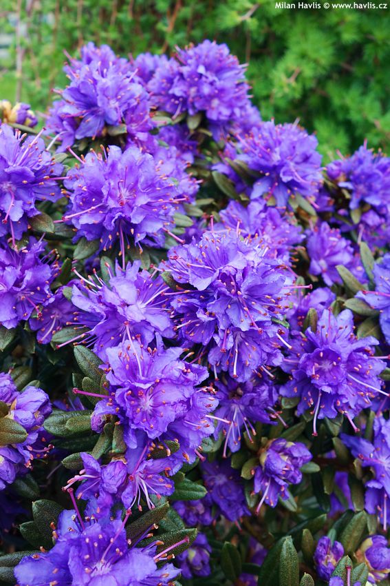 Rododendron impeditum