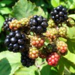 640px-Blackberry_fruits_2008_G1