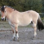 Fjordský kůň 640px-Cheval_fjord_00003
