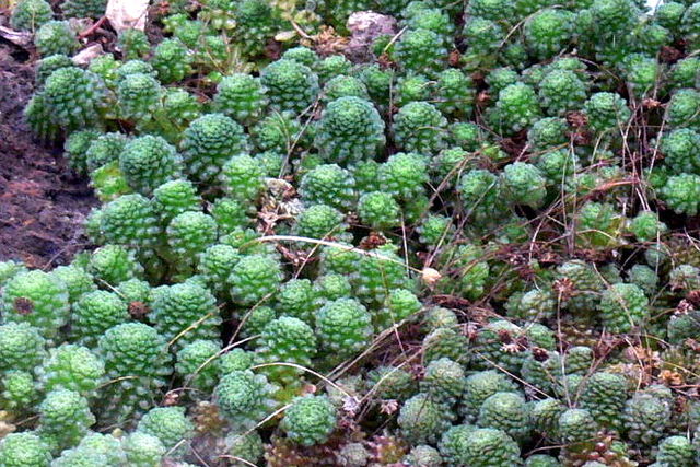 Monantes bledá