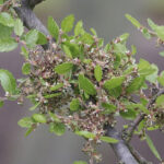 640px-Zelkova_abelicia
