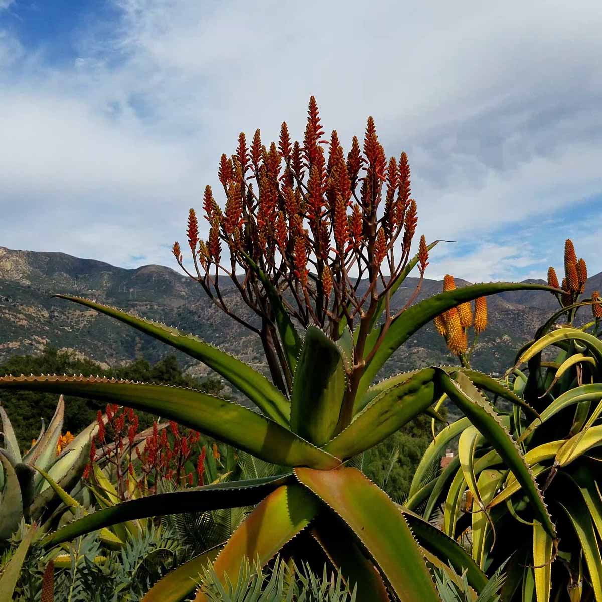 Aloe vaombe