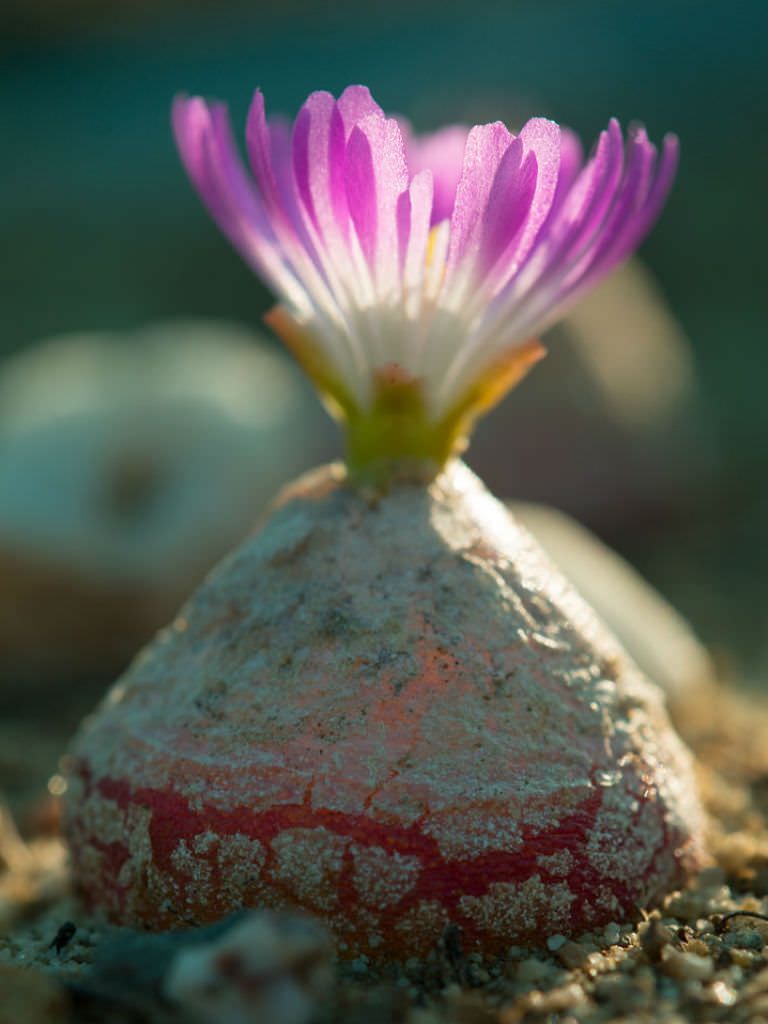 Conophytum burgeri