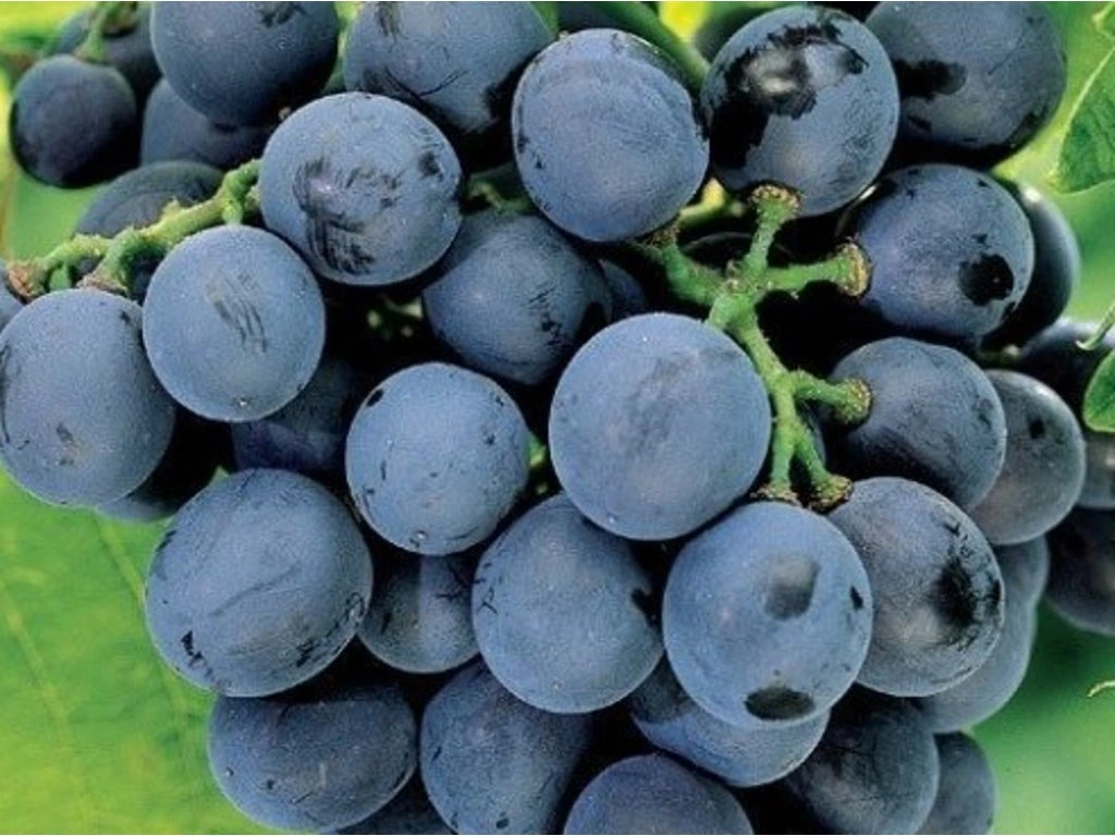 Réva vinná ´modrý portugal´