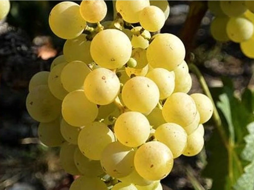 Réva vinná ´chrupka bílá´