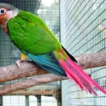 6988-pyrura-zelenolici-pyrrhura-molinae-sp