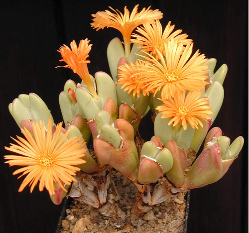 Conophytum frutescens