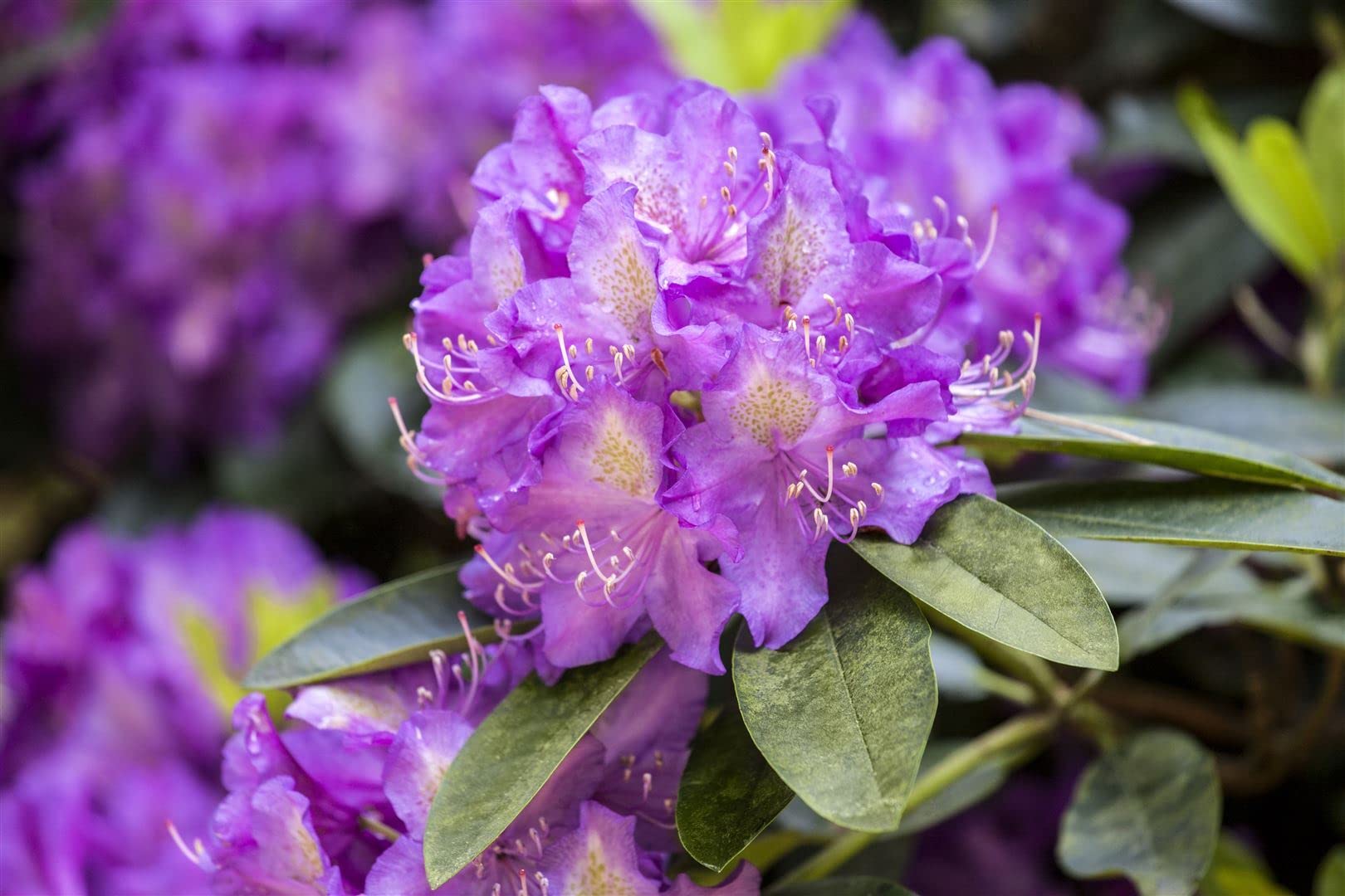 Rododendron ´ effner´