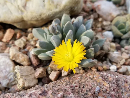 Aloinopsis peersii